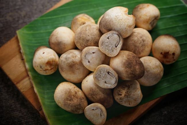 Jamur Merang Organik